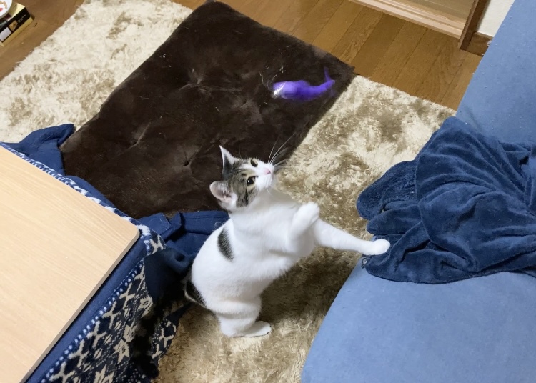 【猫日記】間違いなく猫が食いつくおもちゃ