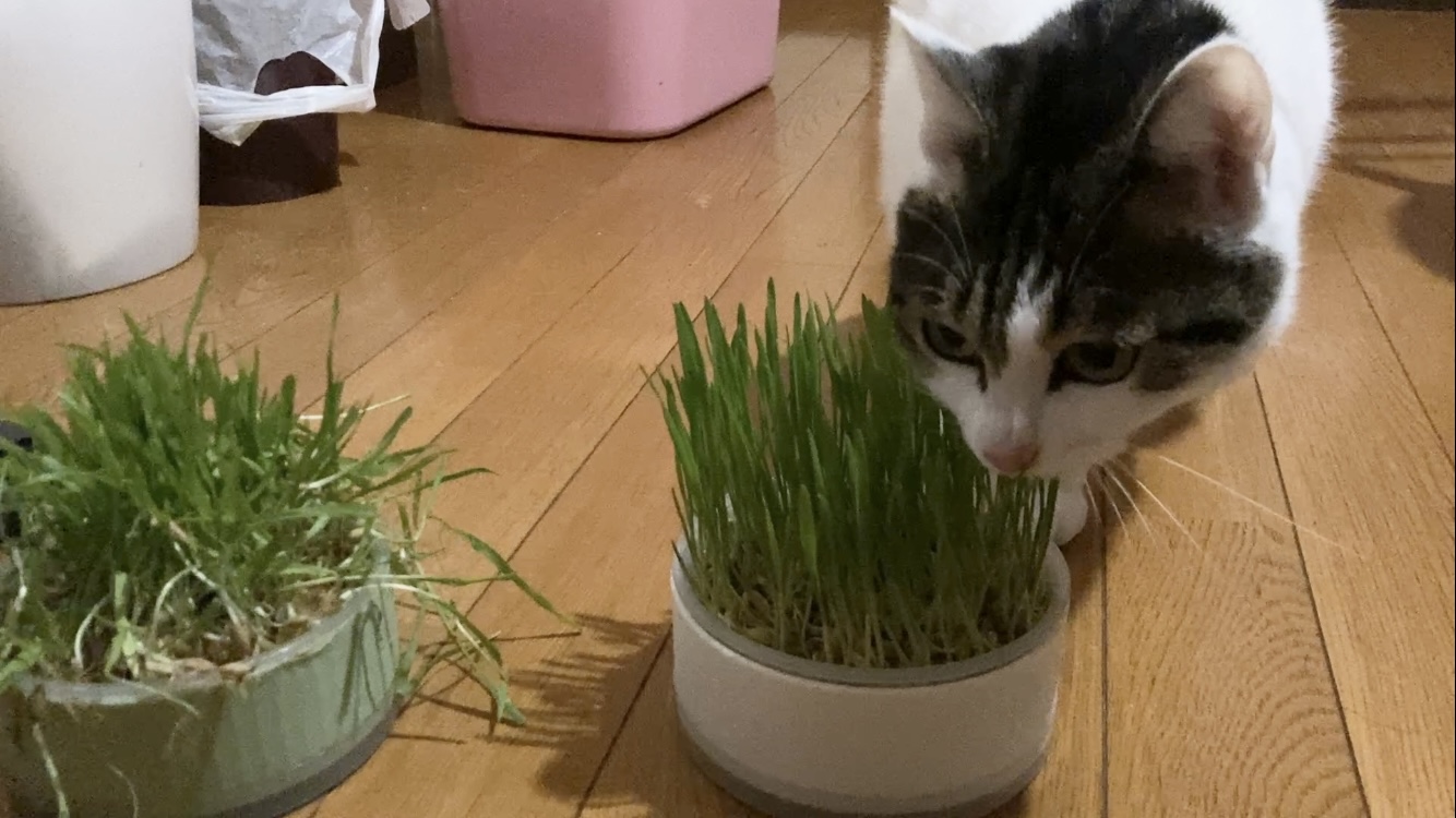 水耕栽培の猫草を食べる猫
