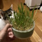 猫草と猫