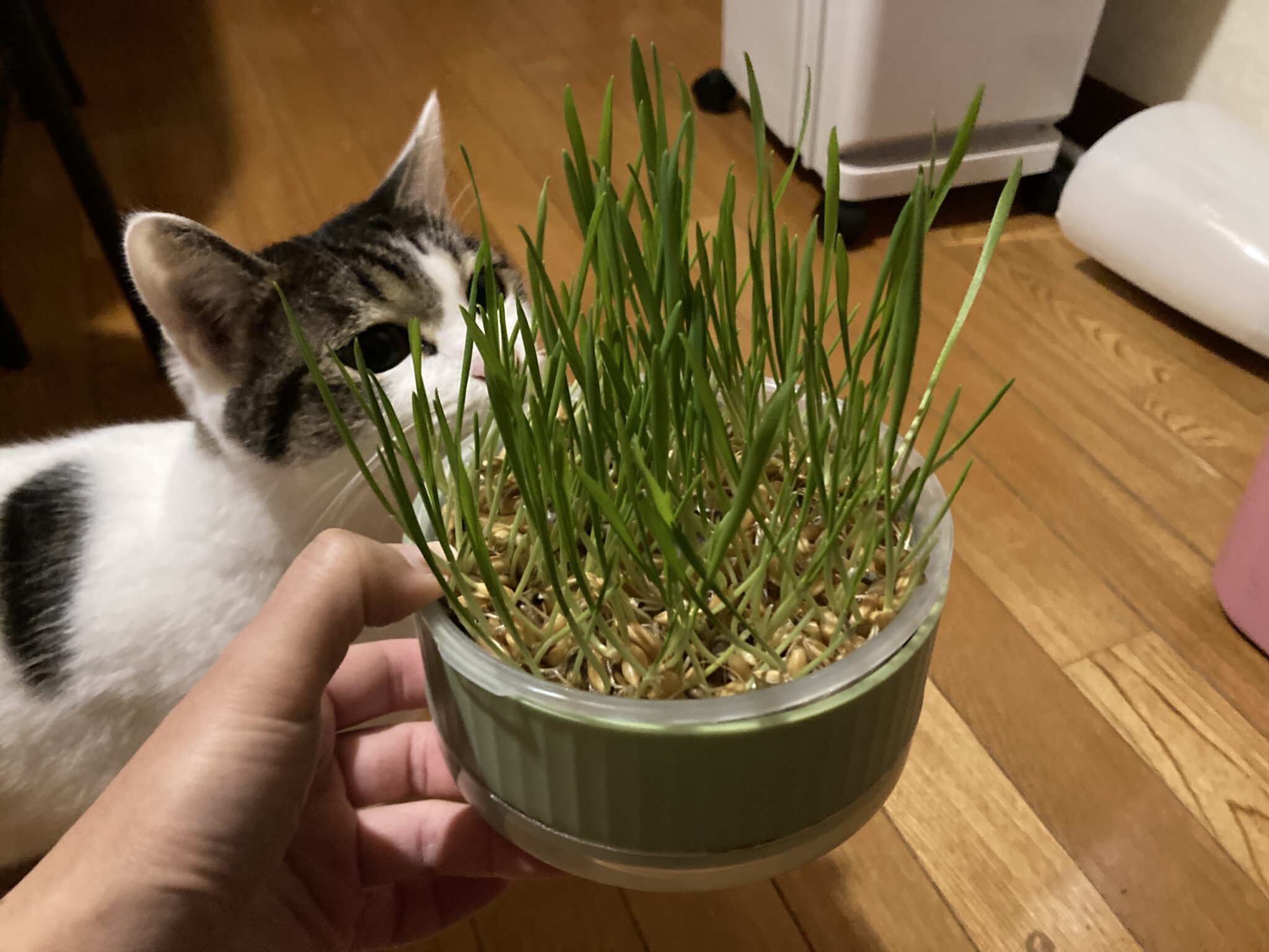 猫草と猫