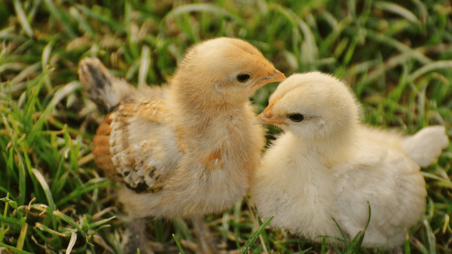 生まれたての雛