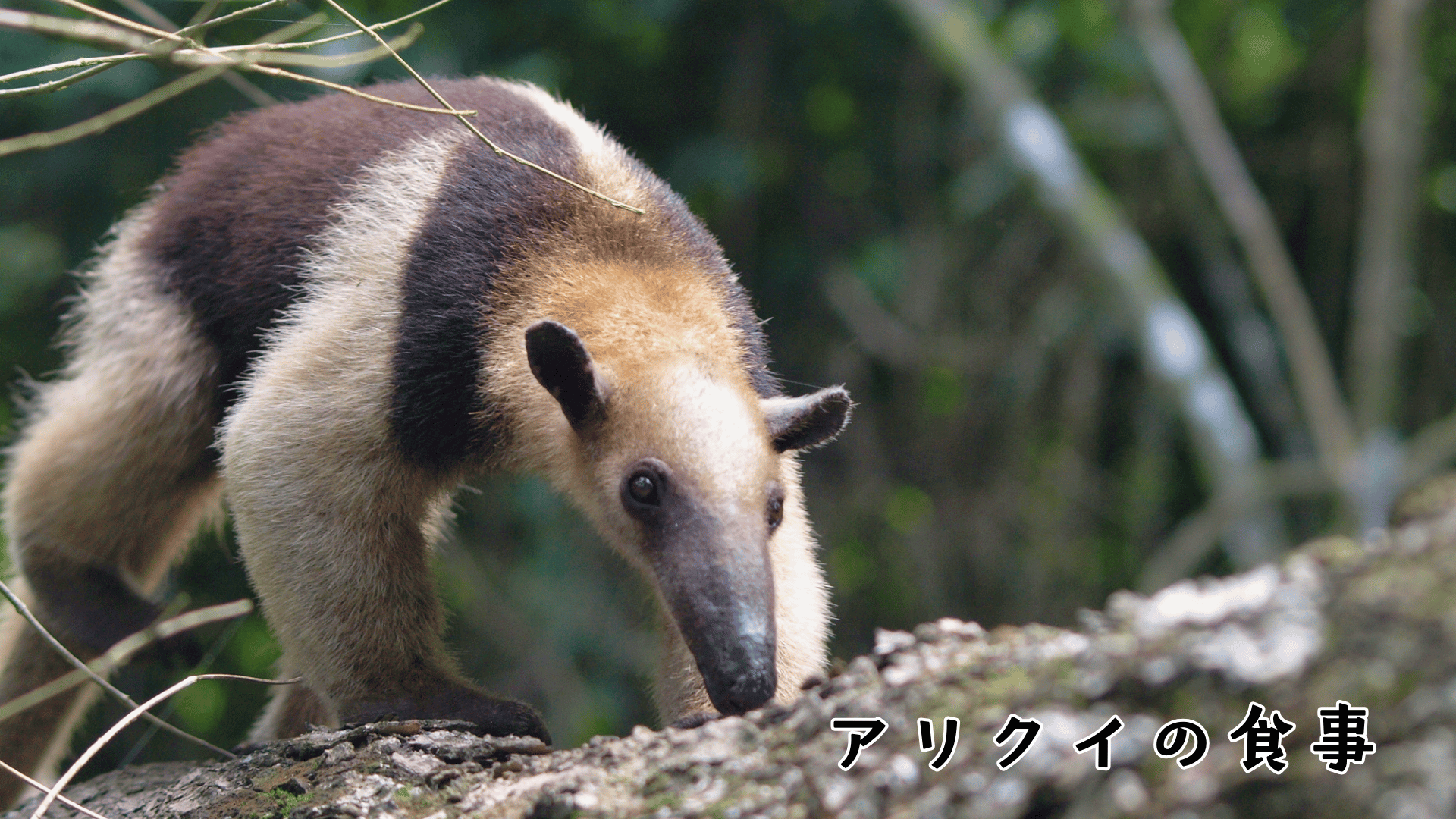 アリクイの食事