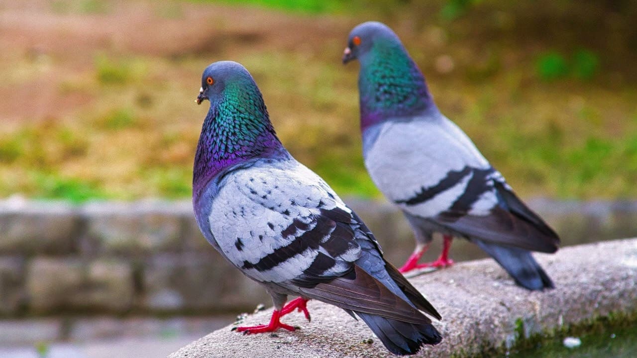 鳩と豆鉄砲