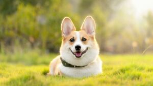 子犬のねむねむBGM