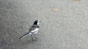 駐車場のハクセキレイ