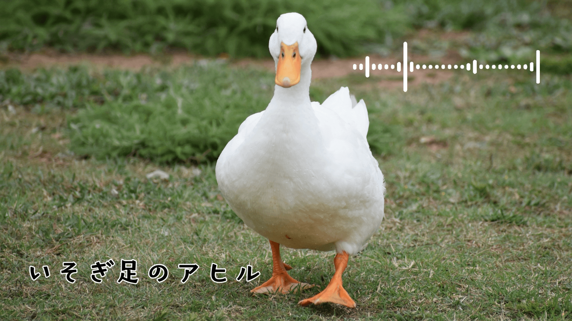 いそぎ足のアヒル