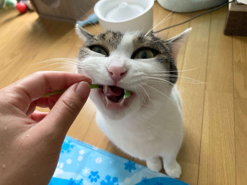 猫草を食べるぼっちゃん