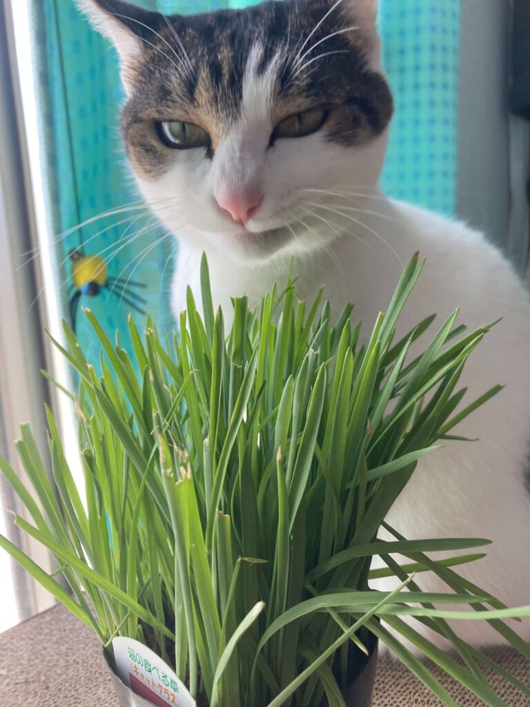 猫草食べにくそうなぼっちゃん