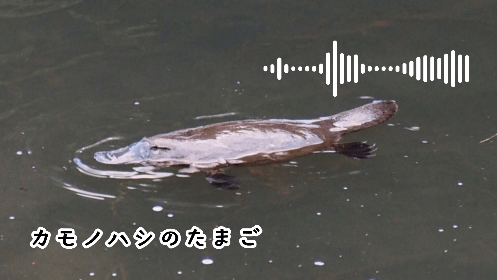 カモノハシのたまご