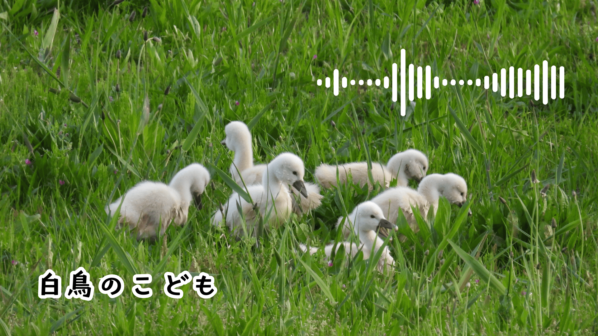 白鳥のこども