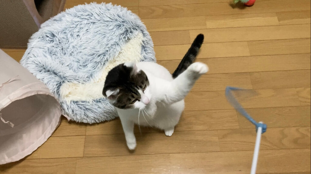 猫パンチ１