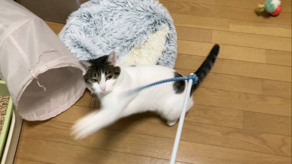 猫パンチ２