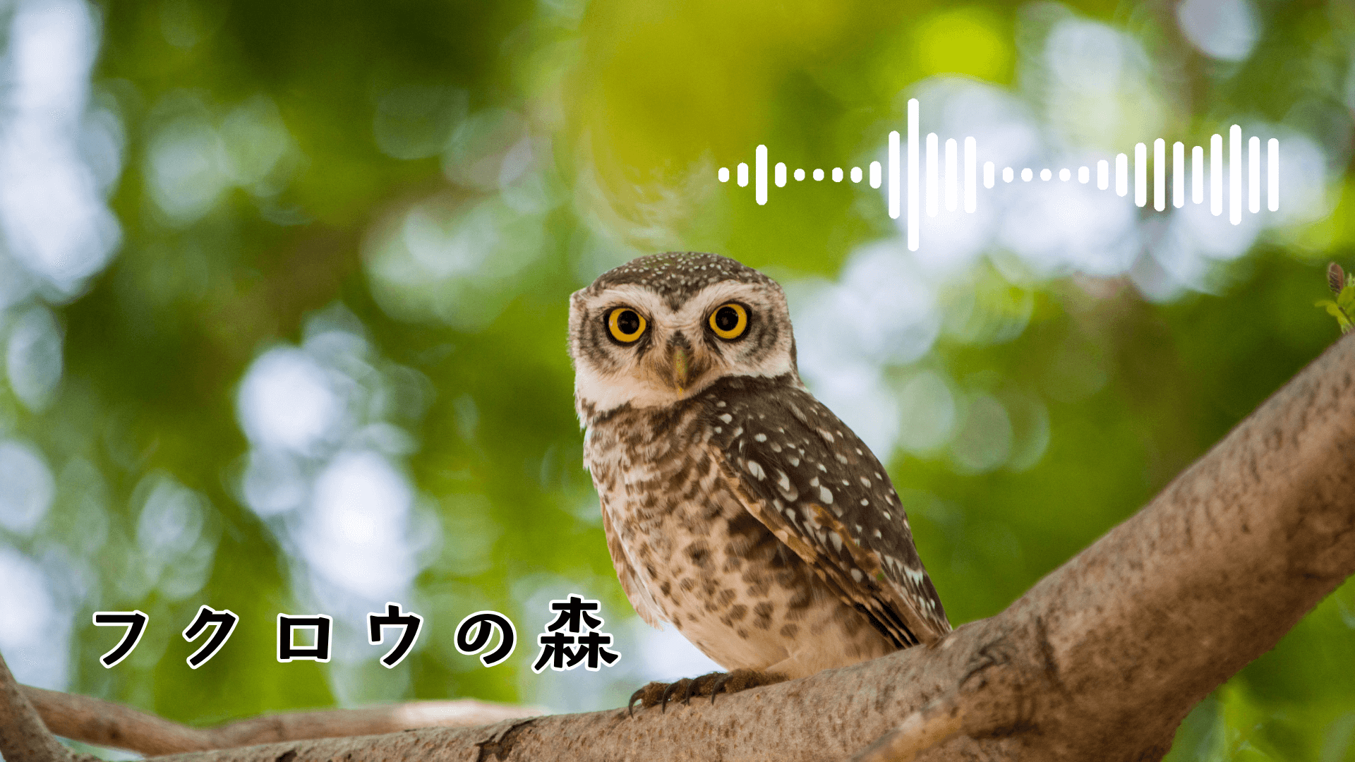 フクロウの森