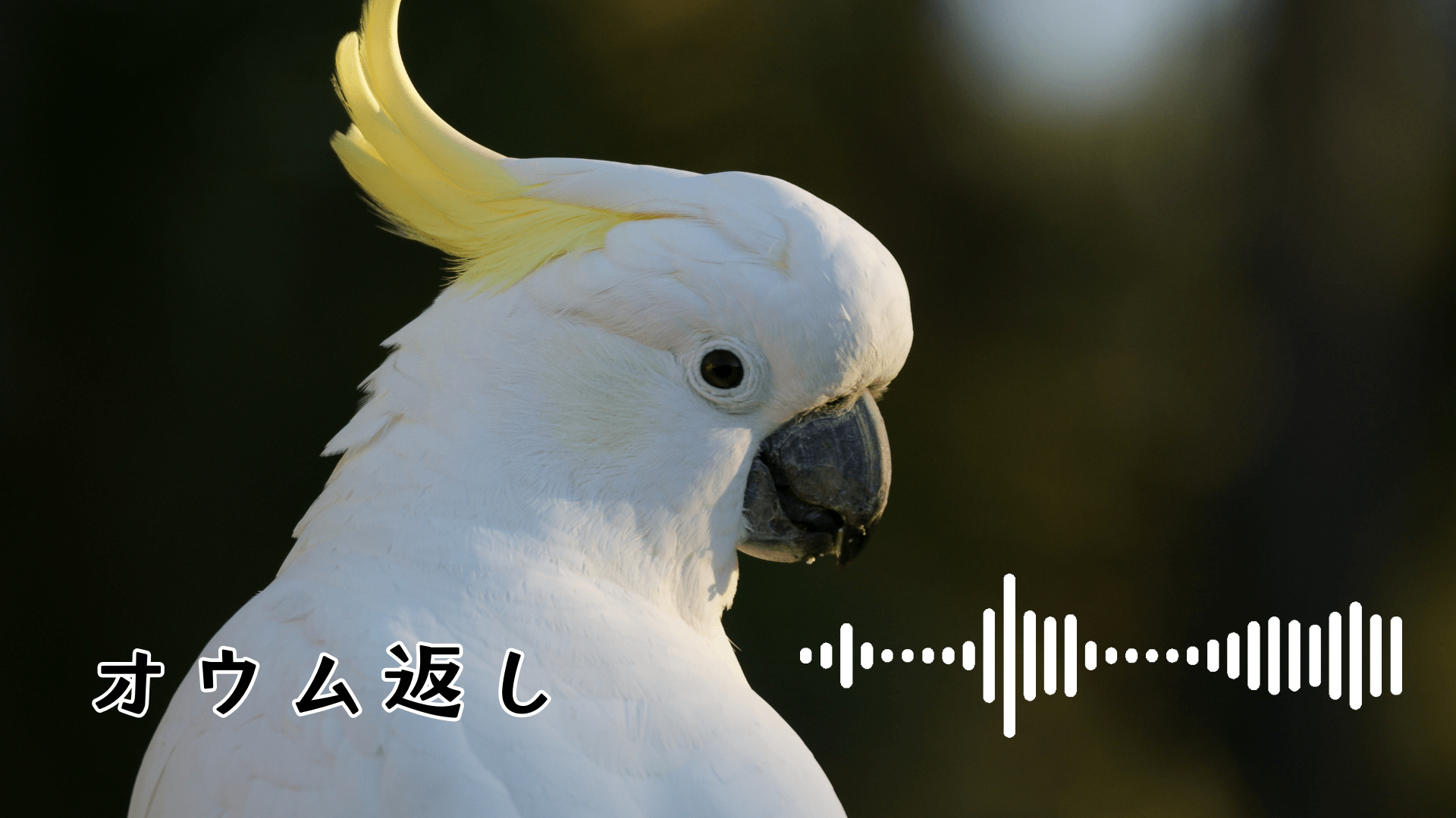 オウム返し