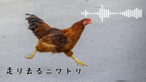 走り去るニワトリ