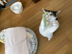 遊ぶぼっちゃん