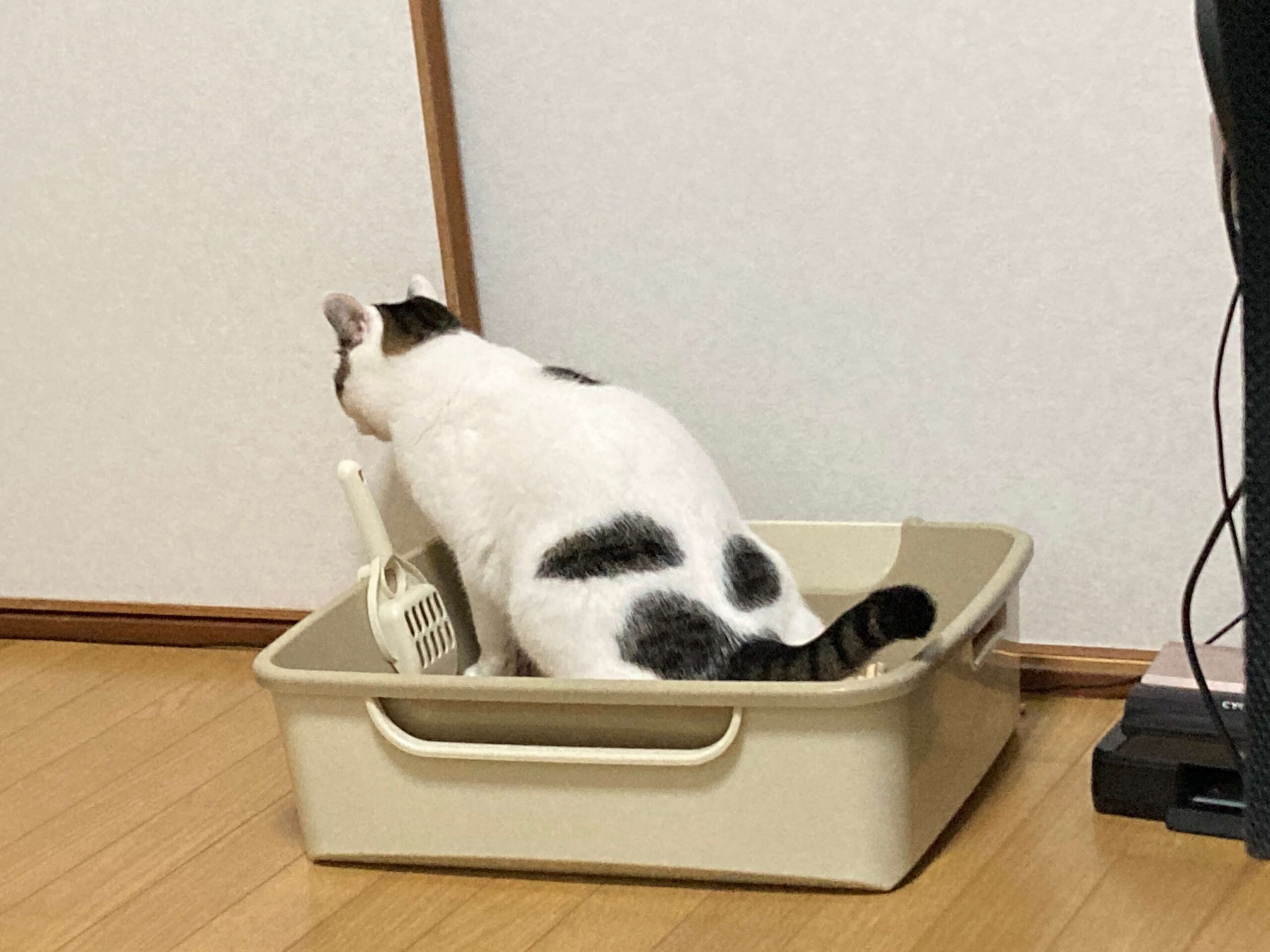 トイレ中のぼっちゃん